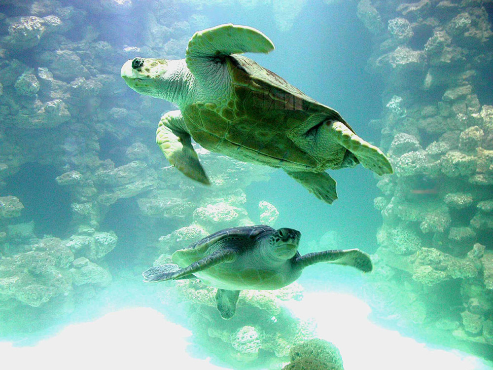 %_tempFileNamestralsund-ozeaneum7%