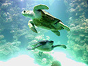 %_tempFileNamestralsund-ozeaneum7%