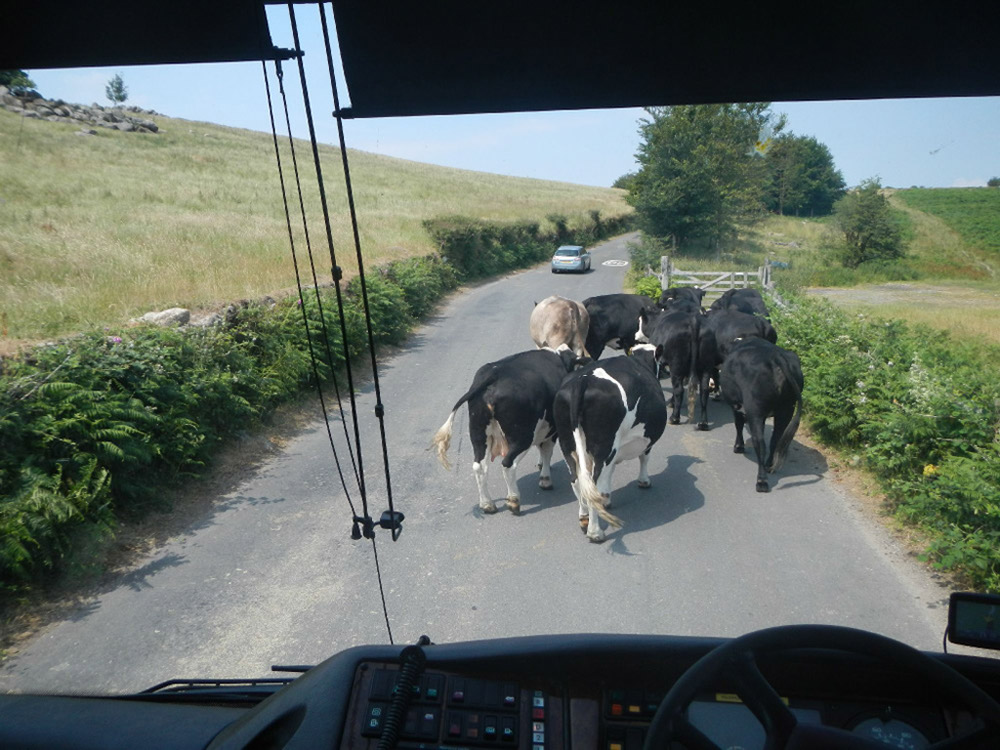 %_tempFileNamecows-on-the-street-2%