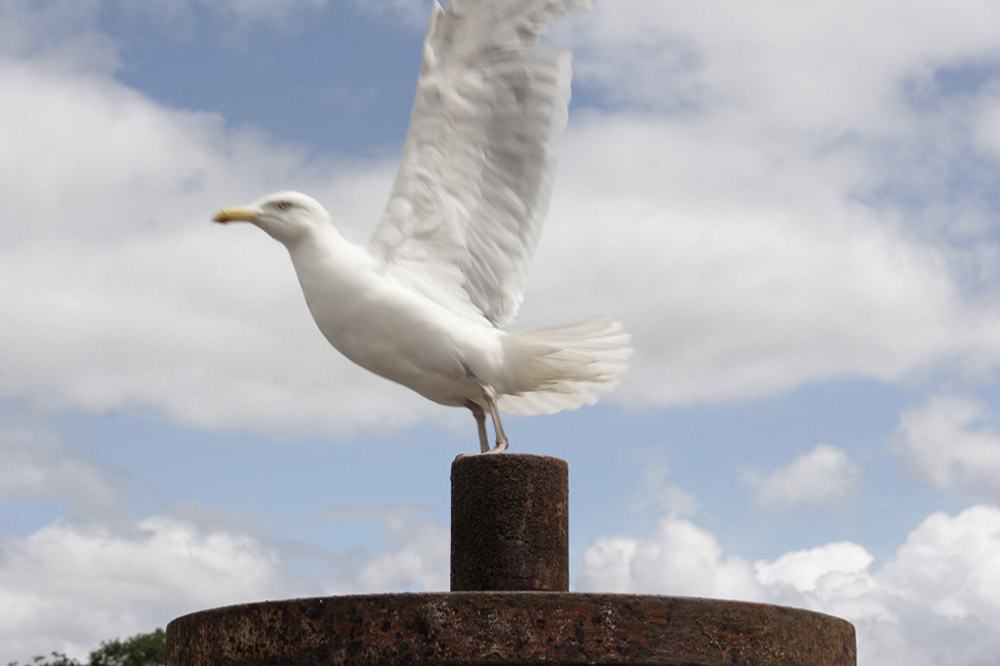 %_tempFileNameflying-seagull%