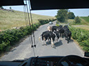 %_tempFileNamecows-on-the-street-2%