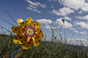 %_tempFileNamegrassland%