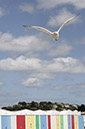%_tempFileNameseagull-2%