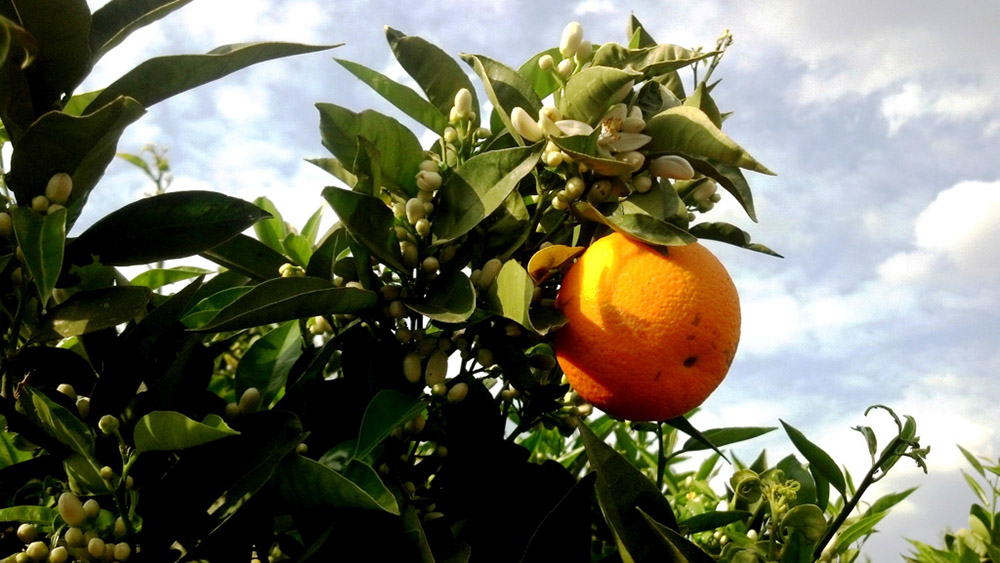 %_tempFileNamemalaga-orange-01%