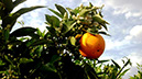 %_tempFileNamemalaga-orange-01%